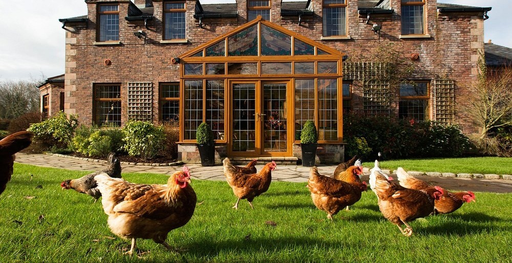 Blackwellwithchickens