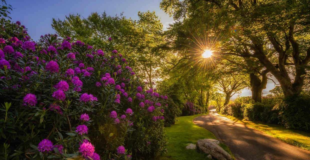 Killeavy Castle Estate Driveway
