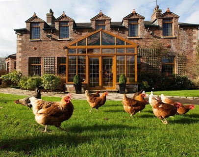 Blackwellwithchickens