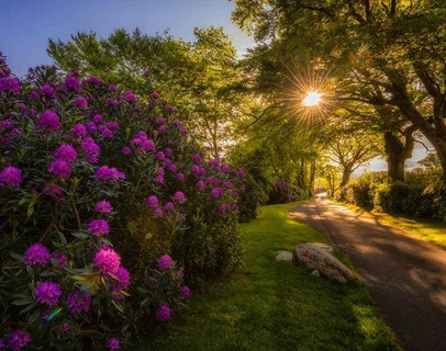 Killeavy Castle Estate Driveway
