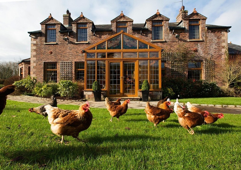 Blackwellwithchickens