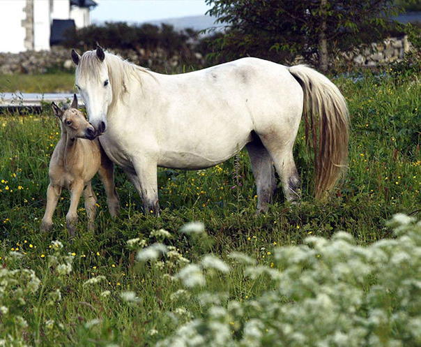 Travel Partners Horse