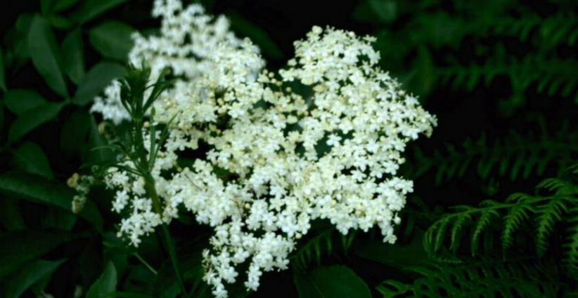 Brook Lodge Wild Elder Flower
