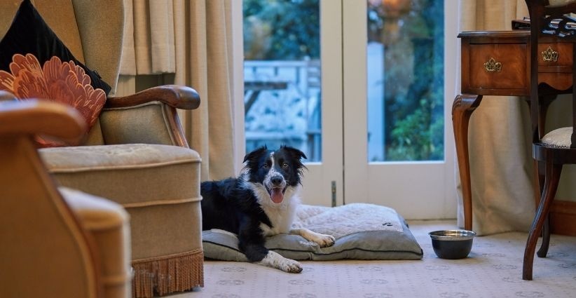 Seaview House Hotel Pet Friendly